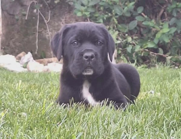 cane corso bellissimi cuccioli | Foto 0