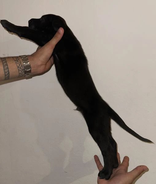 cucciolo di cane corso maschio in cerca di famiglia  | Foto 4