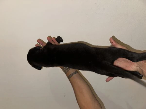 cucciolo di cane corso maschio in cerca di famiglia  | Foto 3