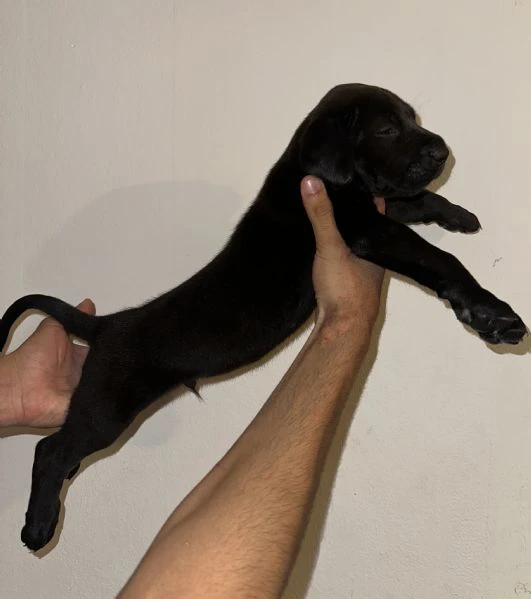 cucciolo di cane corso maschio in cerca di famiglia  | Foto 1