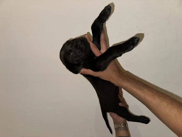 cucciolo di cane corso maschio in cerca di famiglia  | Foto 0