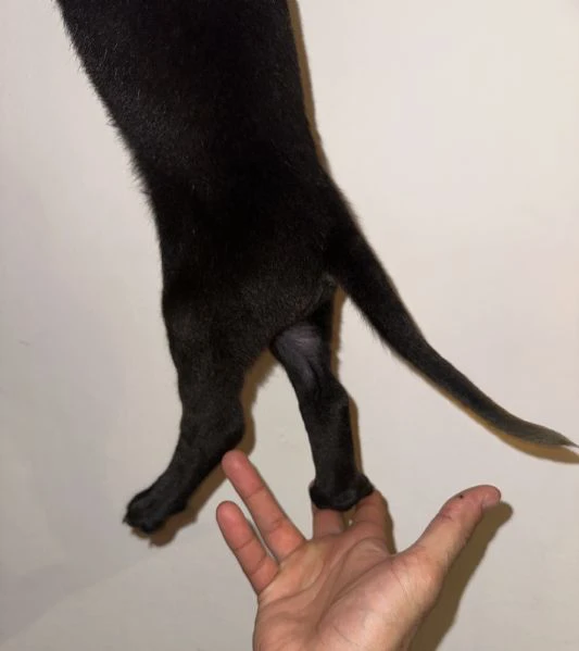 cucciolo di cane corso in cerca di famiglia  | Foto 5