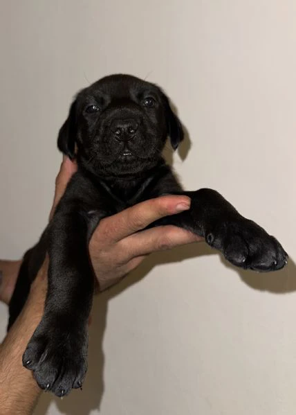 cucciolo di cane corso in cerca di famiglia  | Foto 4