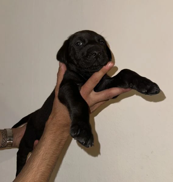 cucciolo di cane corso in cerca di famiglia 