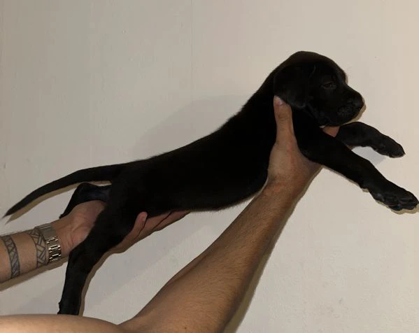cucciolo di cane corso in cerca di famiglia  | Foto 2