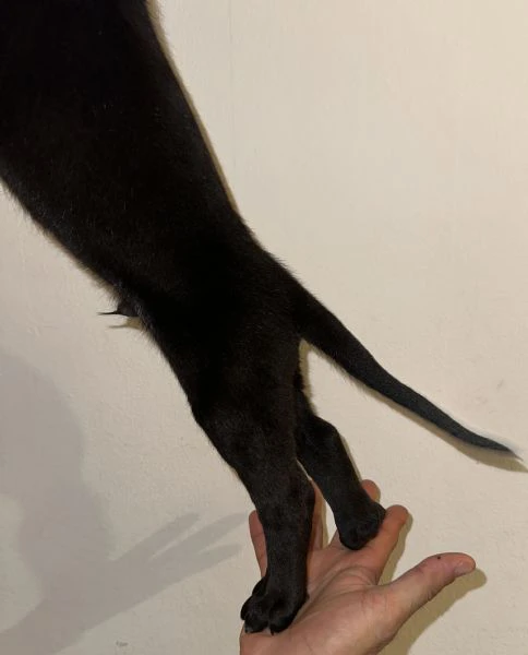 cucciolo di cane corso in cerca di famiglia  | Foto 0