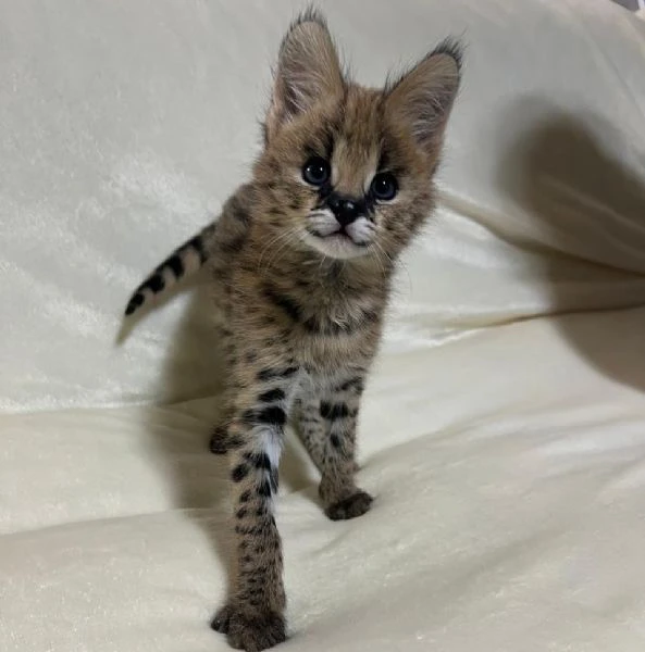 disponibili cuccioli di serval esotico di alta qualità.