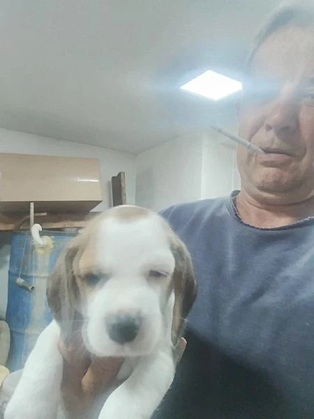 beagle – bellissimi cuccioli | Foto 4