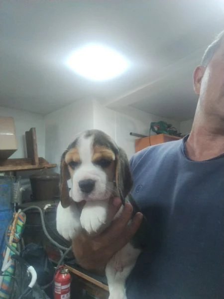 beagle – bellissimi cuccioli | Foto 3