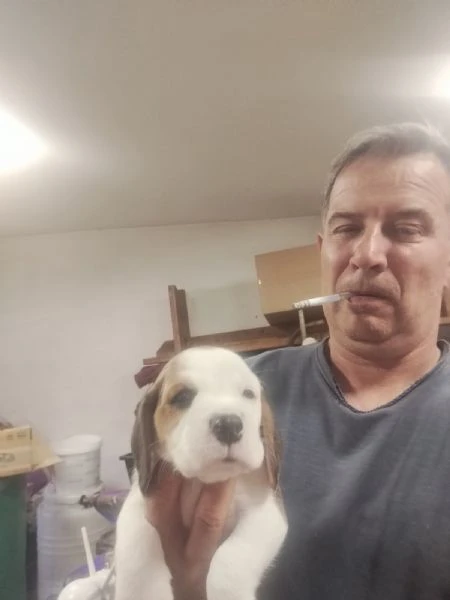 beagle – bellissimi cuccioli | Foto 2