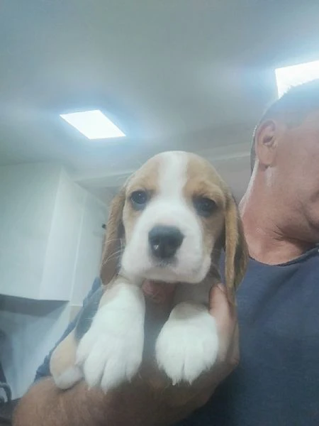 beagle – bellissimi cuccioli | Foto 1