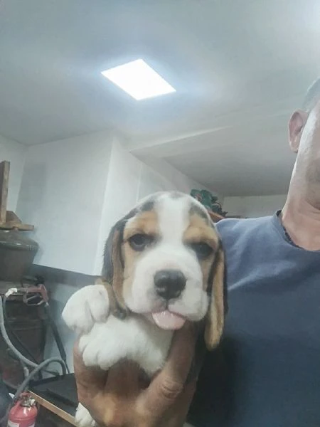 beagle – bellissimi cuccioli | Foto 0