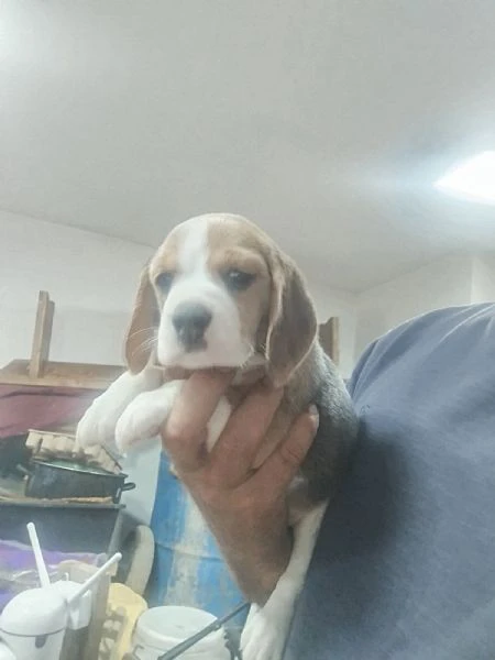 beagle – bellissimi cuccioli