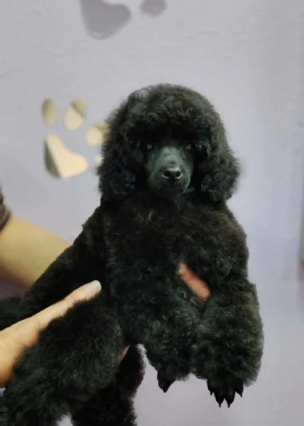 barboncino toy – cuccioli in vendita | Foto 3