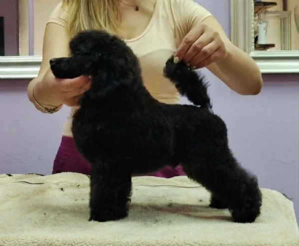 barboncino toy – cuccioli in vendita | Foto 2