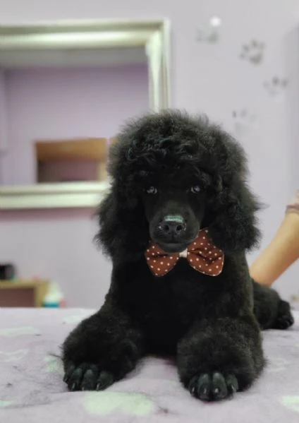 barboncino toy – cuccioli in vendita | Foto 1