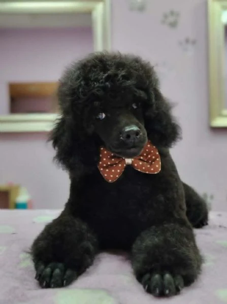 barboncino toy – cuccioli in vendita | Foto 0