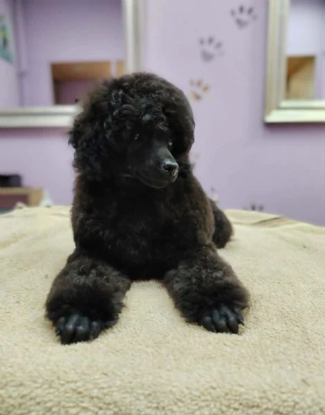barboncino toy – cuccioli in vendita