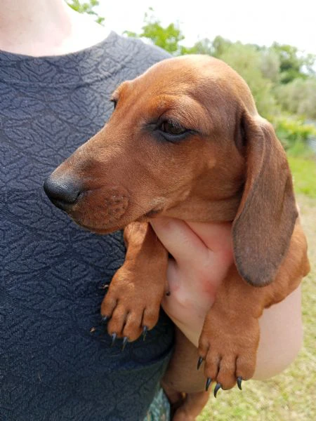 bassotti cuccioli  | Foto 0