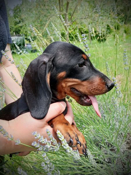bassotti cuccioli 