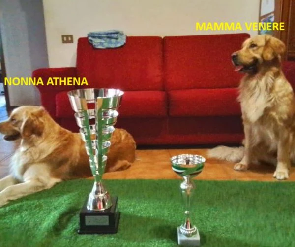 splendidi golden retriever angloamericani | Foto 5