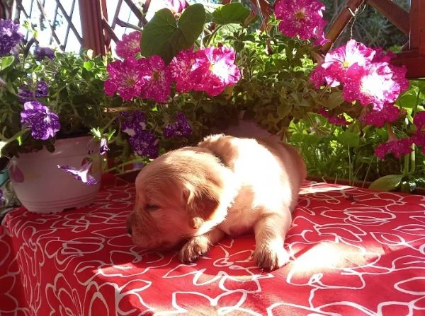 splendidi golden retriever angloamericani | Foto 4