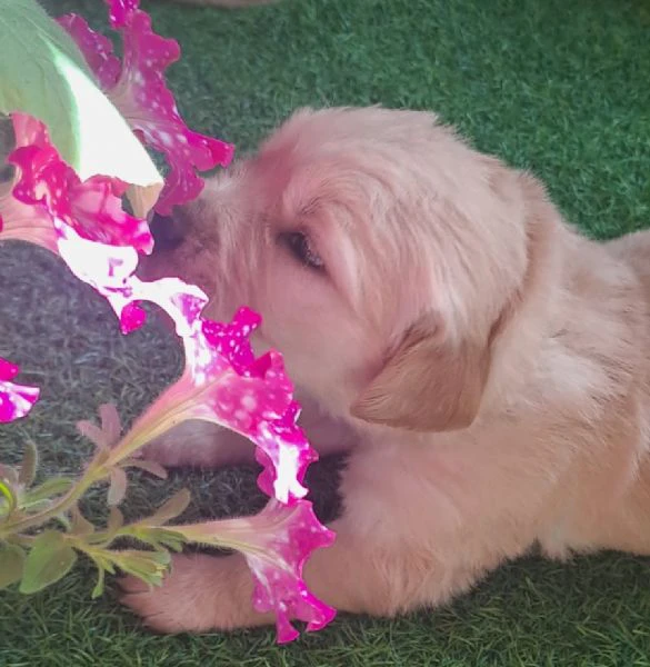 splendidi golden retriever angloamericani | Foto 3