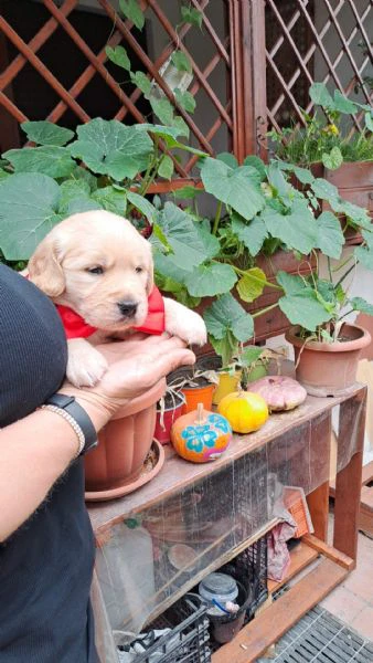 splendidi golden retriever angloamericani | Foto 2