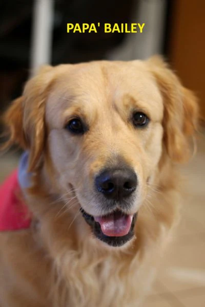 splendidi golden retriever angloamericani | Foto 1