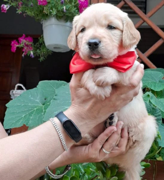 splendidi golden retriever angloamericani