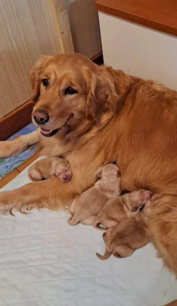 splendidi golden retriever angloamericani | Foto 0