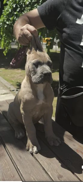 cane corso – cuccioli maschi formentino in vendita | Foto 6