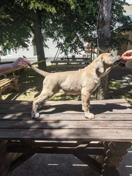cane corso – cuccioli maschi formentino in vendita | Foto 5