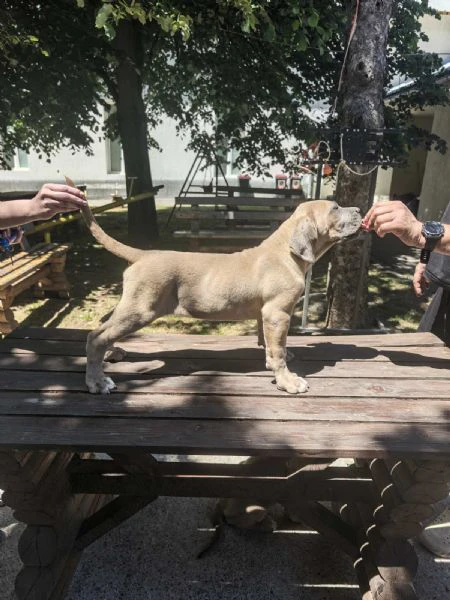cane corso – cuccioli maschi formentino in vendita | Foto 4