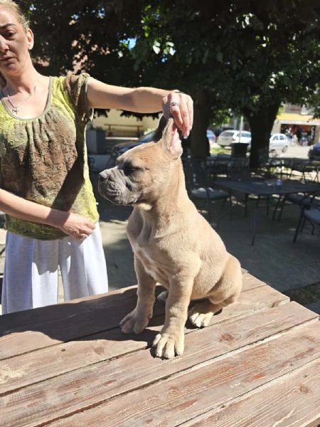 cane corso – cuccioli maschi formentino in vendita | Foto 3