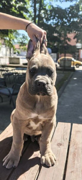cane corso – cuccioli maschi formentino in vendita | Foto 2