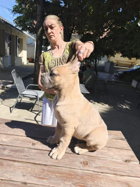 cane corso – cuccioli maschi formentino in vendita