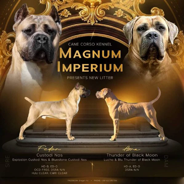 cane corso – cuccioli maschi formentino in vendita | Foto 1