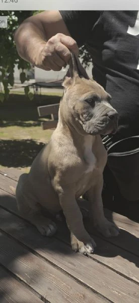 cane corso – cuccioli maschi formentino in vendita | Foto 0