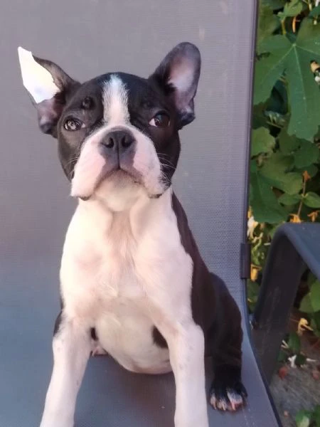 boston terrier – cuccioli | Foto 4