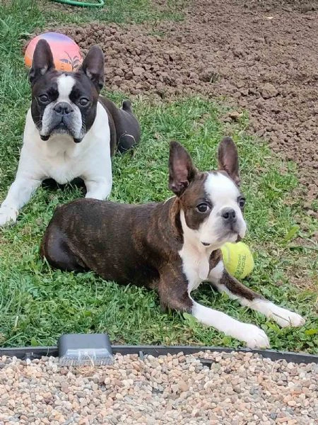 boston terrier – cuccioli | Foto 3