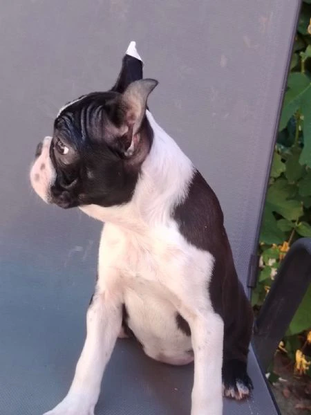 boston terrier – cuccioli | Foto 2