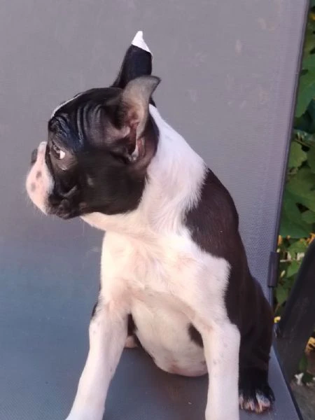 boston terrier – cuccioli | Foto 1