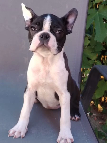 boston terrier – cuccioli