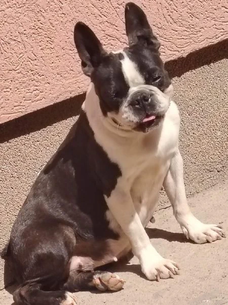 boston terrier – cuccioli | Foto 0