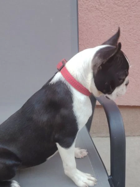 boston terrier cucciola femmina | Foto 6