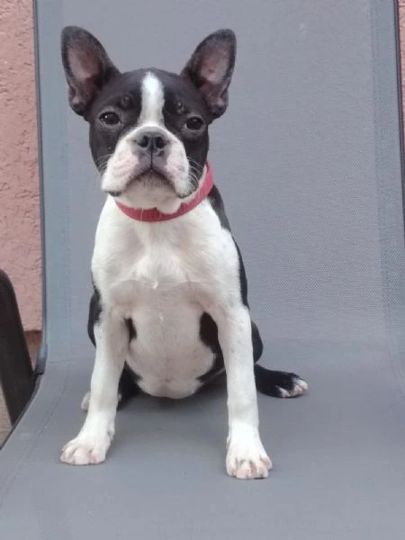 boston terrier cucciola femmina | Foto 5