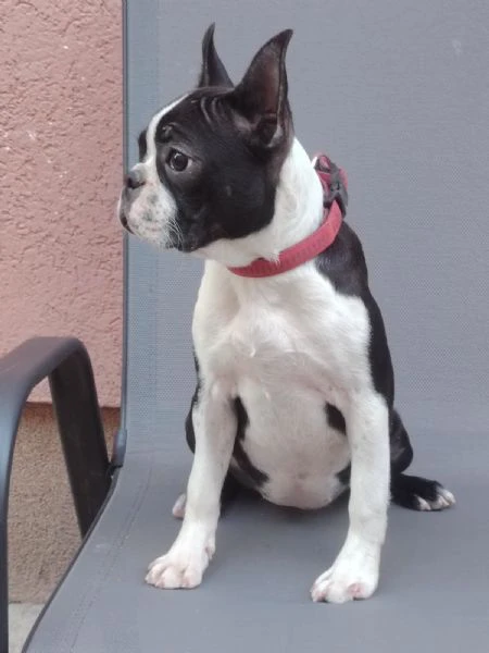 boston terrier cucciola femmina | Foto 4