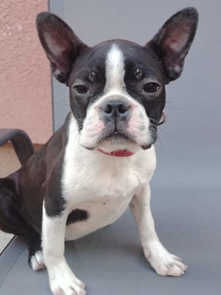 boston terrier cucciola femmina | Foto 3