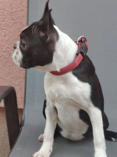 boston terrier cucciola femmina | Foto 2